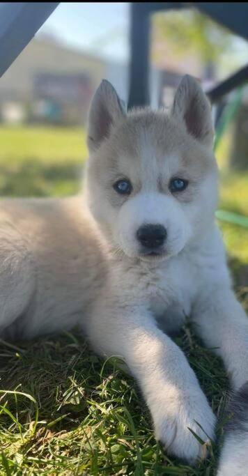Gite Des Huskys Villa Tonnay-Charente Esterno foto
