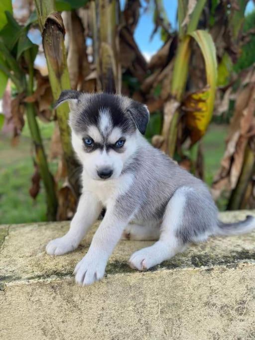Gite Des Huskys Villa Tonnay-Charente Esterno foto