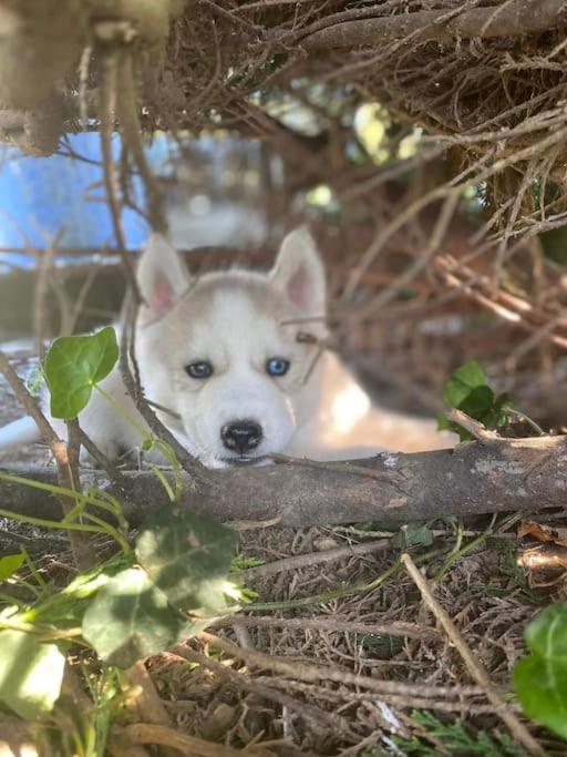 Gite Des Huskys Villa Tonnay-Charente Esterno foto