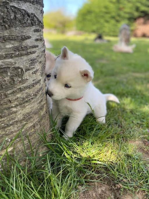Gite Des Huskys Villa Tonnay-Charente Esterno foto