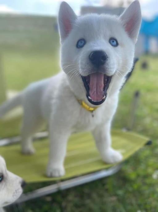 Gite Des Huskys Villa Tonnay-Charente Esterno foto