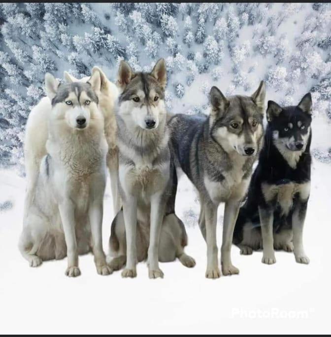 Gite Des Huskys Villa Tonnay-Charente Esterno foto