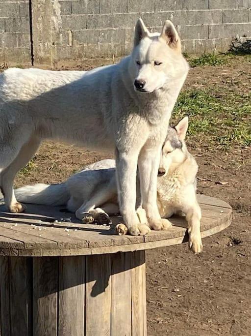 Gite Des Huskys Villa Tonnay-Charente Esterno foto